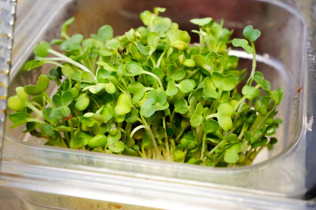 Radish Sprouts