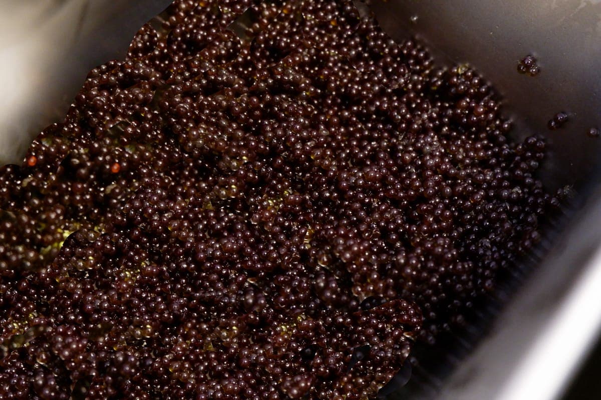 Black Squid Ink Tobiko