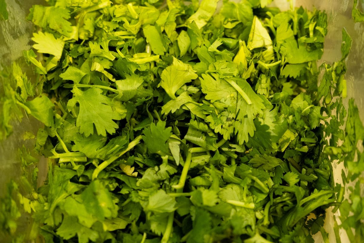 Cilantro